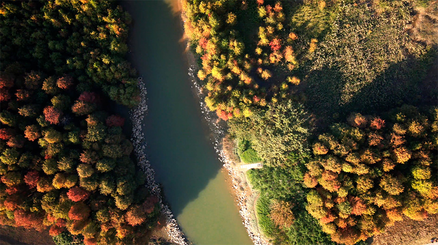   乌洲水闸的落羽杉